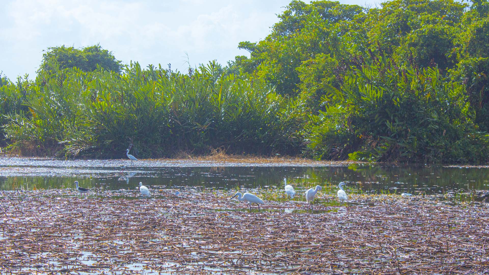 Muthurajawela Exploration with a Bird Specialist